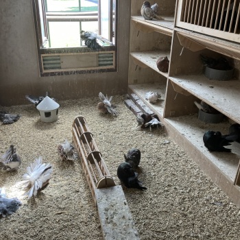 Hokbezoek SKK - Nijmegen 